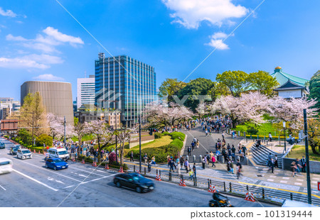Tokyo cityscape in Japan View of Showa-kan, cherry blossoms in full bloom, Nippon Budokan, etc. ・In the back is the direction of Tayasumon = April 1 101319444