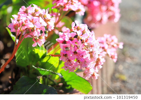 Pink Himalayan under the snow (Himalayan Saxifrages) 101319450