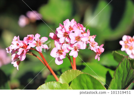 Pink Himalayan under the snow (Himalayan Saxifrages) 101319451