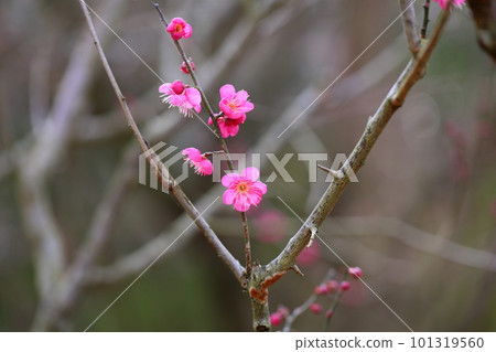 Plum blossom single cold 101319560