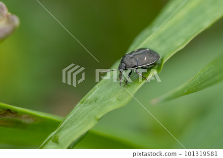 A ladybug on the grass A ladybug on the grass 101319581