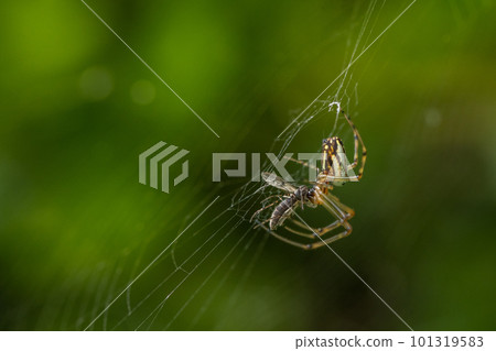 中國 Argiope 蜘蛛捕食在其巢中捕獲的昆蟲 中國 Argiope 蜘蛛捕食在其巢中捕獲的昆蟲 101319583