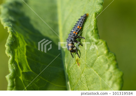 Nanahoshi benthamida larva 101319584