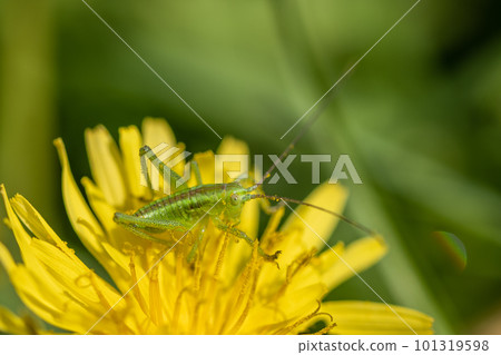 Tettigonia orientalis larvae on dandelions 101319598