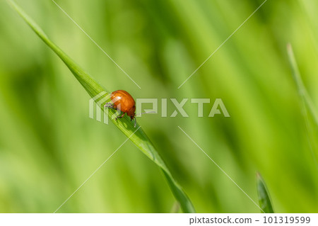 Ooca Marni Moth 101319599