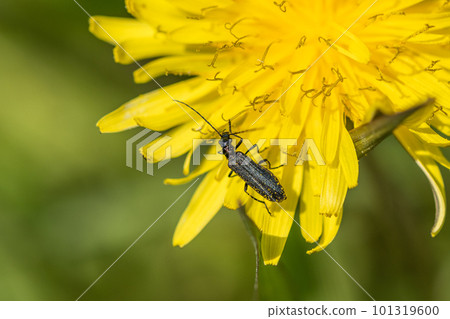 A dandelion perching on a dandelion (female) 101319600