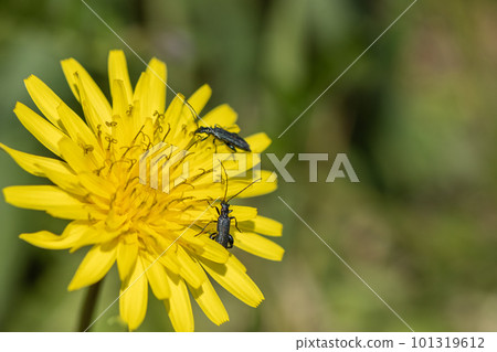 A dandelion perched on a dandelion (male) A dandelion perched on a dandelion (male) 101319612