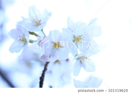 櫻花5238 櫻花5238 101319620