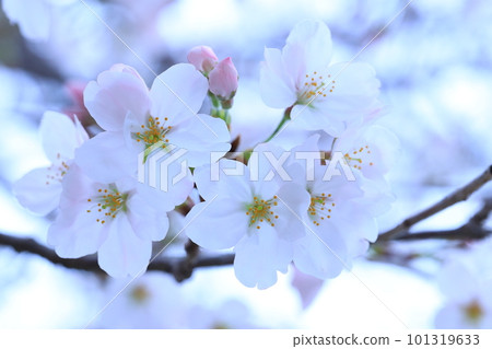 Sakura 5272 101319633