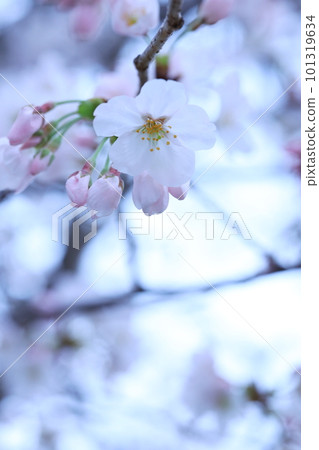 Sakura 5274 101319634
