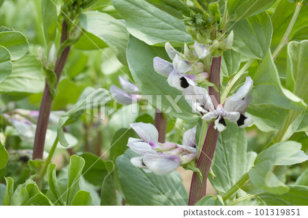 菜園裡的蠶豆花 101319851