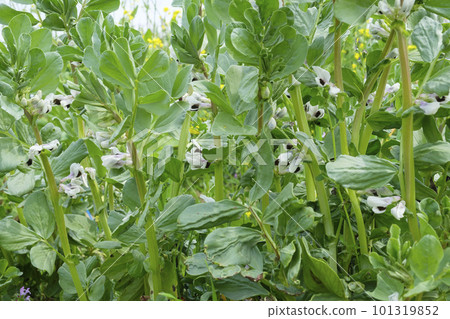 菜園裡的蠶豆花 菜園裡的蠶豆花 101319852