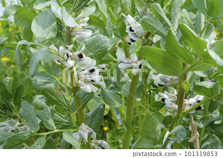 菜園裡的蠶豆花 菜園裡的蠶豆花 101319853