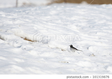 走在雪域的日本鶺鴒 101319876