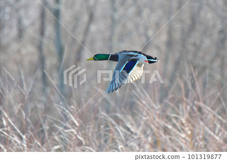 野鴨飛過草原 101319877