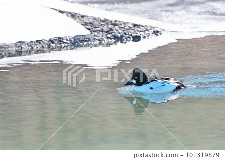 Common bunting duck swimming in the water in winter 101319879
