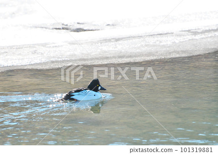 Common bunting duck swimming in the water in winter Common bunting duck swimming in the water in winter 101319881