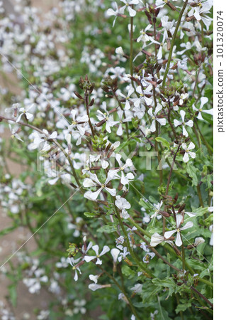 Arugula flower in the vegetable garden Arugula flower in the vegetable garden 101320074