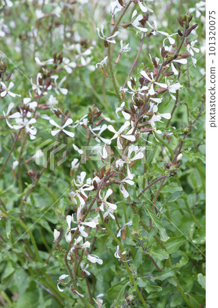 Arugula flower in the vegetable garden 101320075