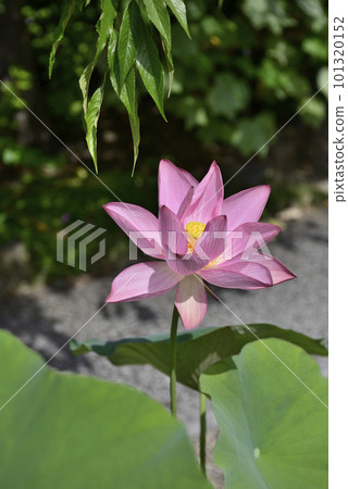 Hojuji Temple Hualien Hojuji Temple Hualien 101320152
