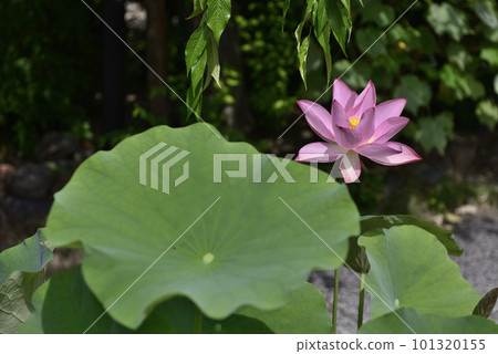 Hojuji Temple Hualien Hojuji Temple Hualien 101320155