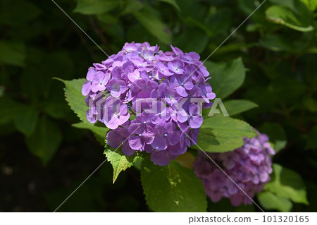 Chikuin繡球花園 Chikuin繡球花園 101320165