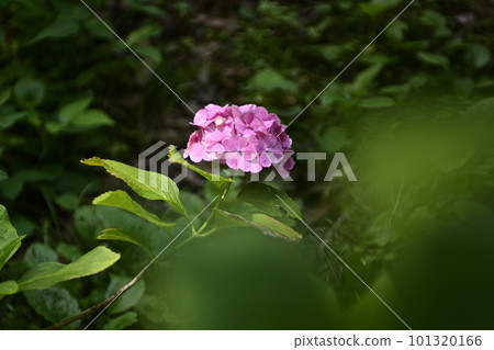 Chikuin繡球花園 Chikuin繡球花園 101320166