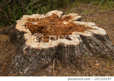 hollow pine tree stump 101320197