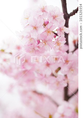 櫻花3223 101320354