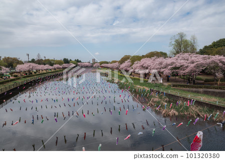 鶴田川盛開的櫻花和鯉魚旗【群馬縣館林市】 鶴田川盛開的櫻花和鯉魚旗【群馬縣館林市】 101320380