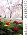 Seongnam Shrine plum and camellia 101320429
