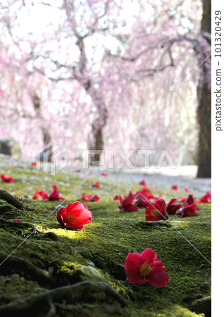 Seongnam Shrine plum and camellia Seongnam Shrine plum and camellia 101320429
