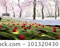 Seongnam Shrine plum and camellia 101320430