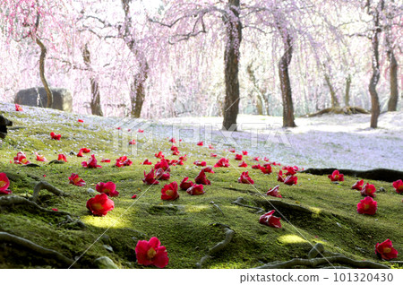 城南神社梅花和山茶花 101320430