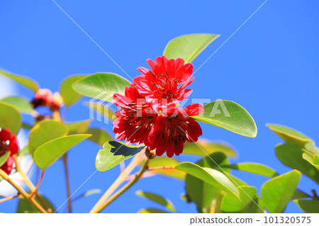 Rodreia in full bloom (Road Leia) 101320575