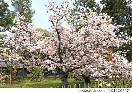 Kyoto Miyuen car return cherry 101320747