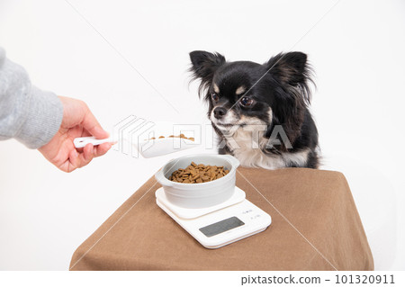 一隻狗通過稱量狗糧餵食 101320911