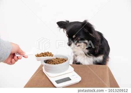 A dog being fed by weighing dog food 101320912