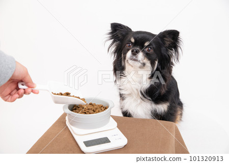 一隻狗通過稱量狗糧餵食 101320913