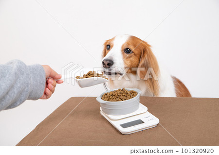 A dog being fed by weighing dog food A dog being fed by weighing dog food 101320920
