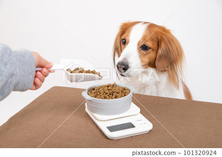 A dog being fed by weighing dog food A dog being fed by weighing dog food 101320924