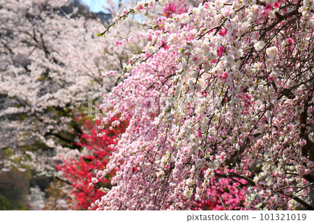 Flowering peach in full bloom Flowering peach in full bloom 101321019