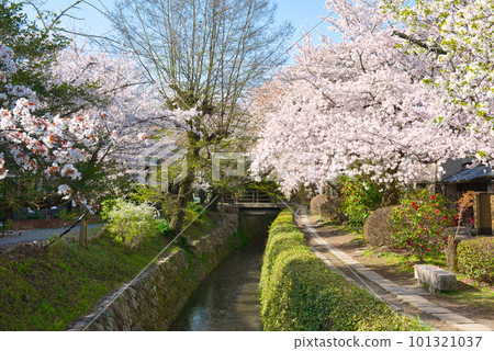 櫻花哲學的道路 櫻花哲學的道路 101321037