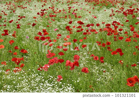 Field of poppies and gypsophila 101321101