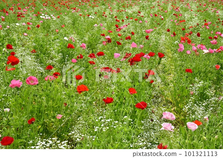 罌粟和滿天星的領域 101321113