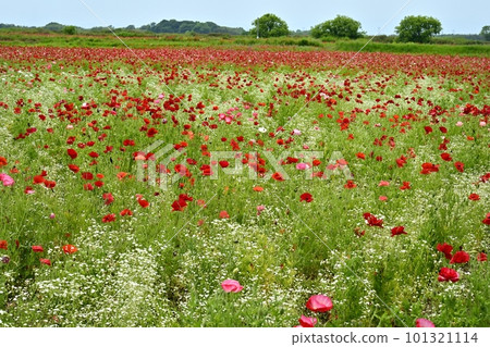 罌粟和滿天星的領域 罌粟和滿天星的領域 101321114