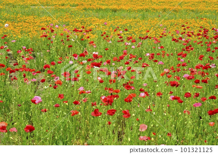 Field of yellow and red poppies Field of yellow and red poppies 101321125