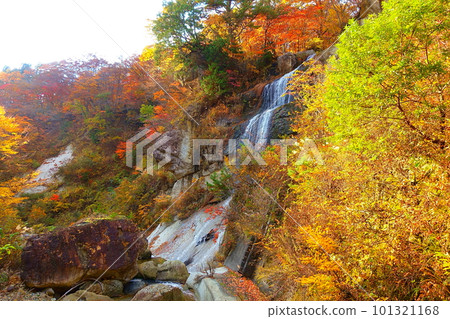 Omoshiroyama Momijigawa Valley 秋葉 Yellow Leaves Omoshiroyama Momijigawa Valley 秋葉 Yellow Leaves 101321168