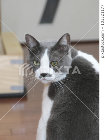 轉動貓 轉動貓 101321177