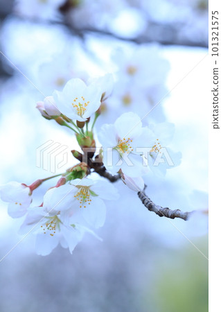 Sakura 5582 101321575